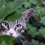 Alaska man dies from novel animal-borne virus, likely contracted from stray cat
